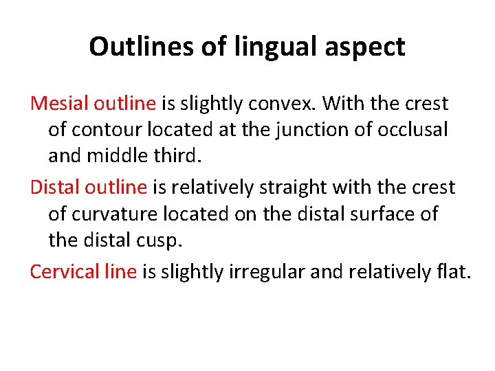 Outlines of lingual aspect Mesial outline is slightly convex. With the crest of contour