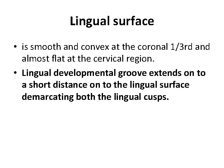 Lingual surface • is smooth and convex at the coronal 1/3 rd and almost