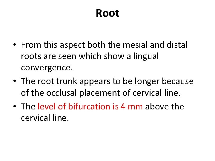 Root • From this aspect both the mesial and distal roots are seen which