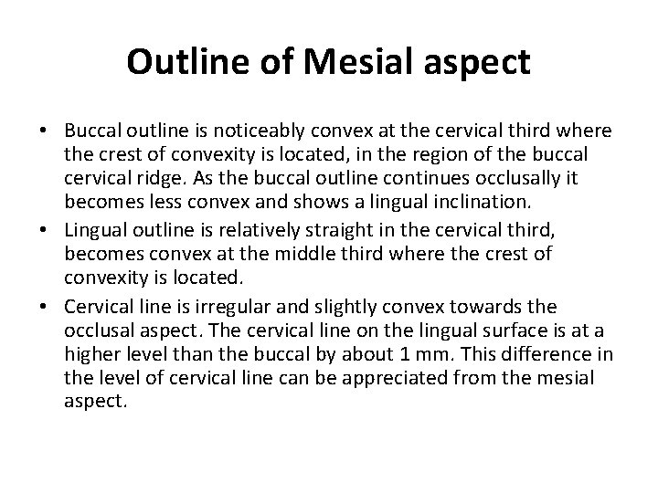 Outline of Mesial aspect • Buccal outline is noticeably convex at the cervical third