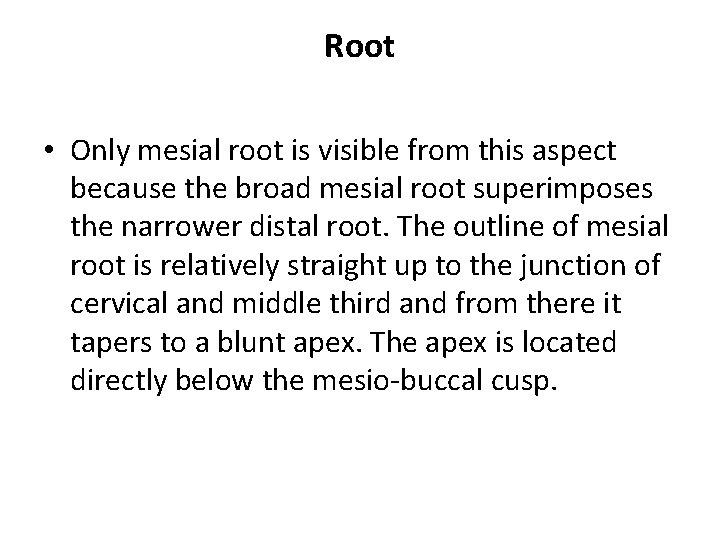 Root • Only mesial root is visible from this aspect because the broad mesial