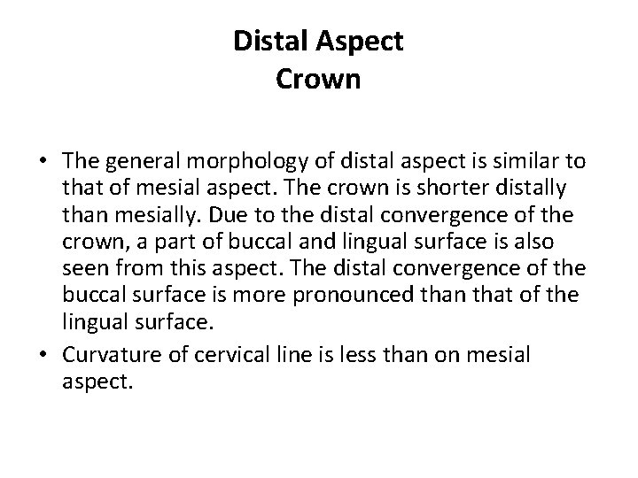 Distal Aspect Crown • The general morphology of distal aspect is similar to that