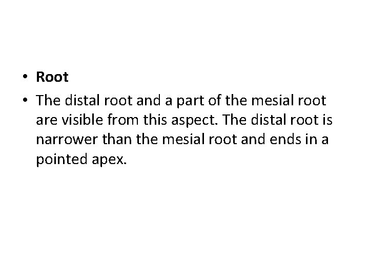  • Root • The distal root and a part of the mesial root