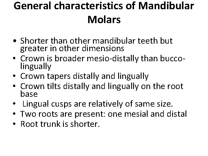 General characteristics of Mandibular Molars • Shorter than other mandibular teeth but greater in