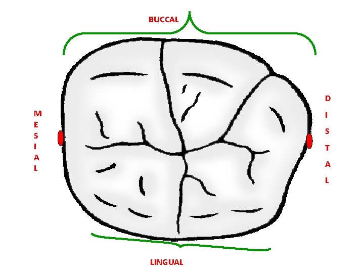 BUCCAL D M E S I A L I S T A L LINGUAL