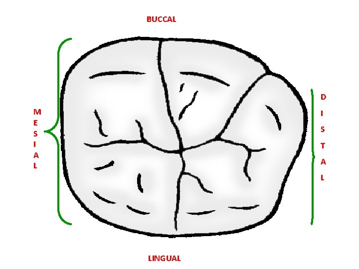 BUCCAL D M E S I A L I S T A L LINGUAL