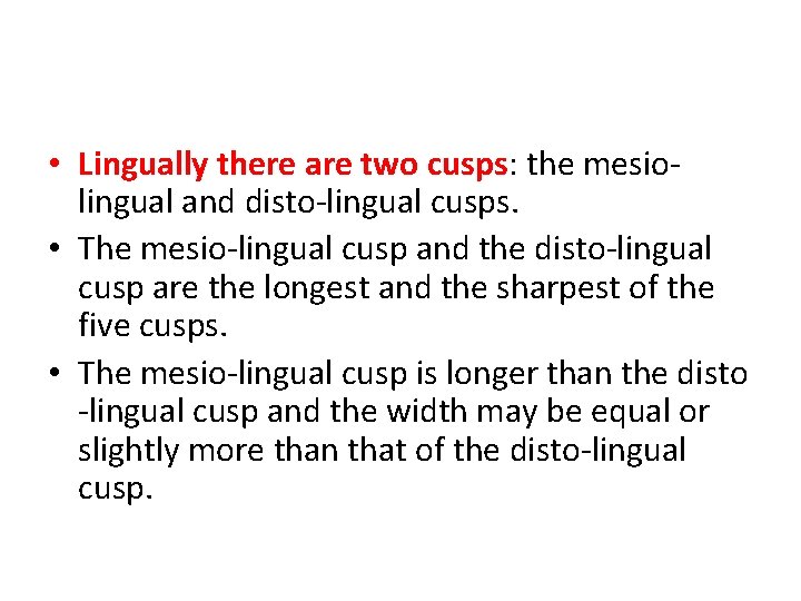  • Lingually there are two cusps: the mesiolingual and disto-lingual cusps. • The