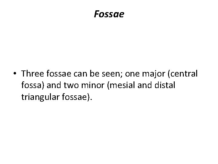 Fossae • Three fossae can be seen; one major (central fossa) and two minor