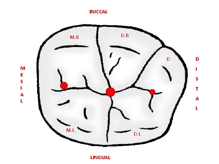 BUCCAL D. B M. B D M E S I A L D I