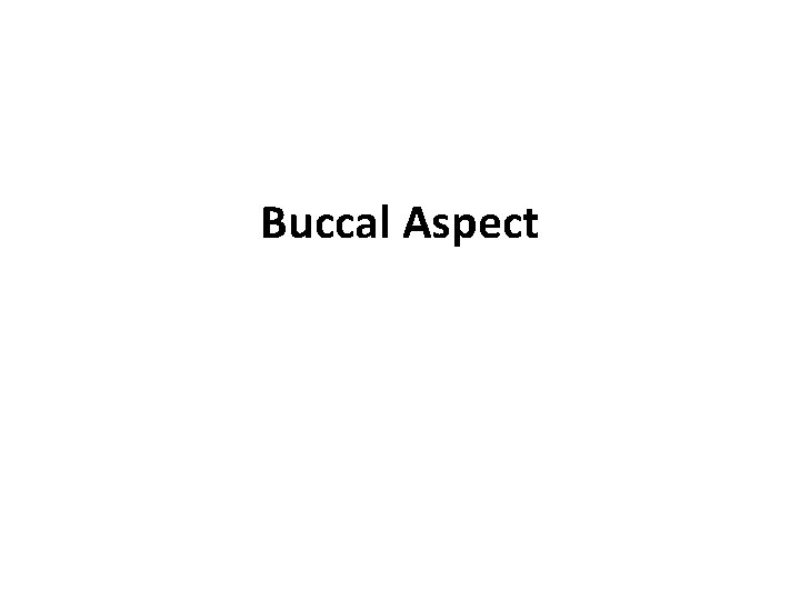 Buccal Aspect 