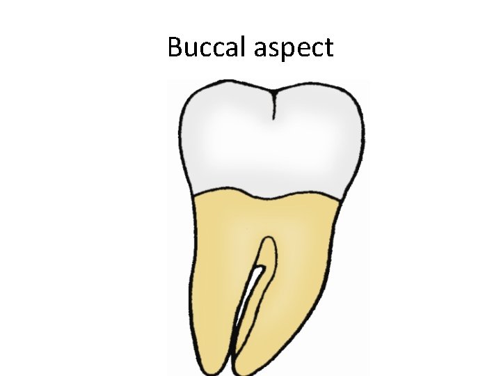 Buccal aspect 