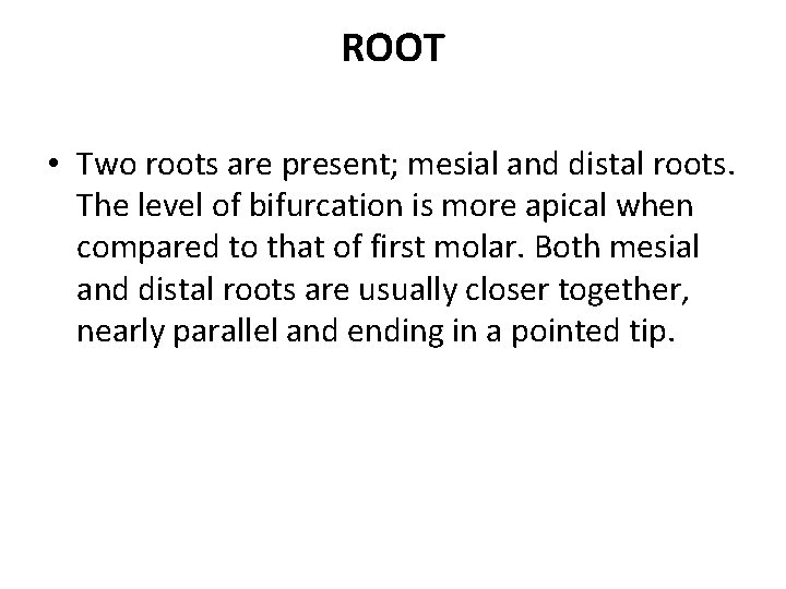 ROOT • Two roots are present; mesial and distal roots. The level of bifurcation