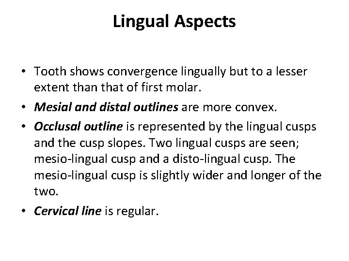 Lingual Aspects • Tooth shows convergence lingually but to a lesser extent than that