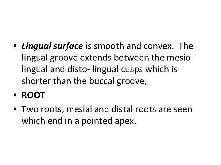  • Lingual surface is smooth and convex. The lingual groove extends between the