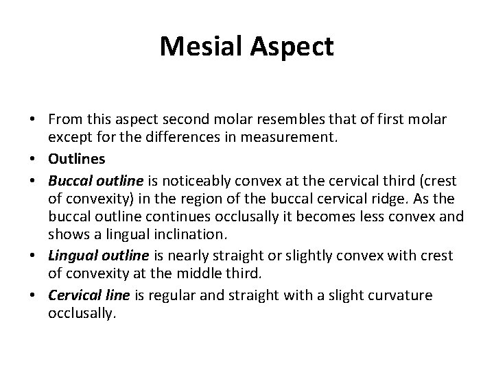 Mesial Aspect • From this aspect second molar resembles that of first molar except