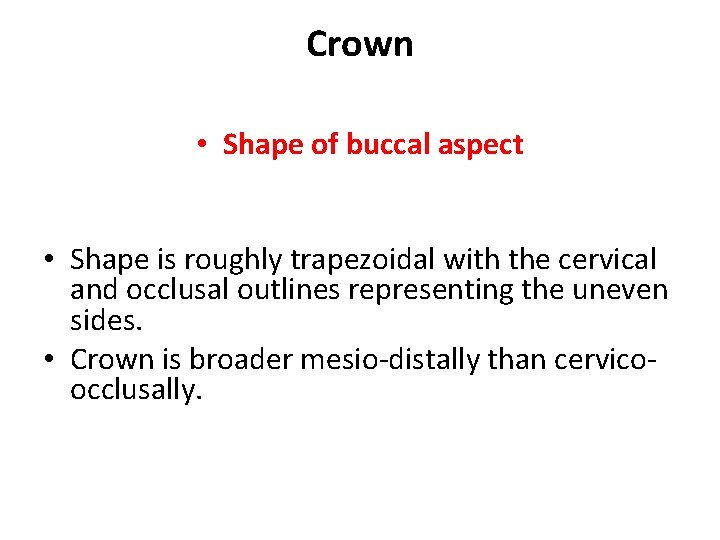 Crown • Shape of buccal aspect • Shape is roughly trapezoidal with the cervical