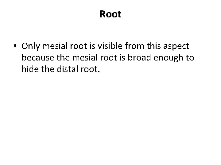Root • Only mesial root is visible from this aspect because the mesial root
