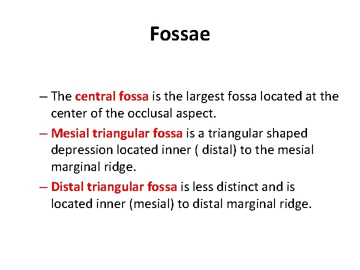 Fossae – The central fossa is the largest fossa located at the center of