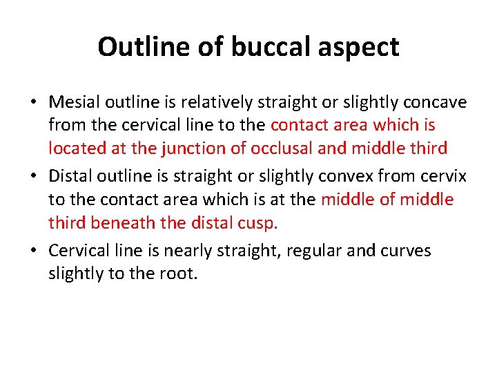 Outline of buccal aspect • Mesial outline is relatively straight or slightly concave from