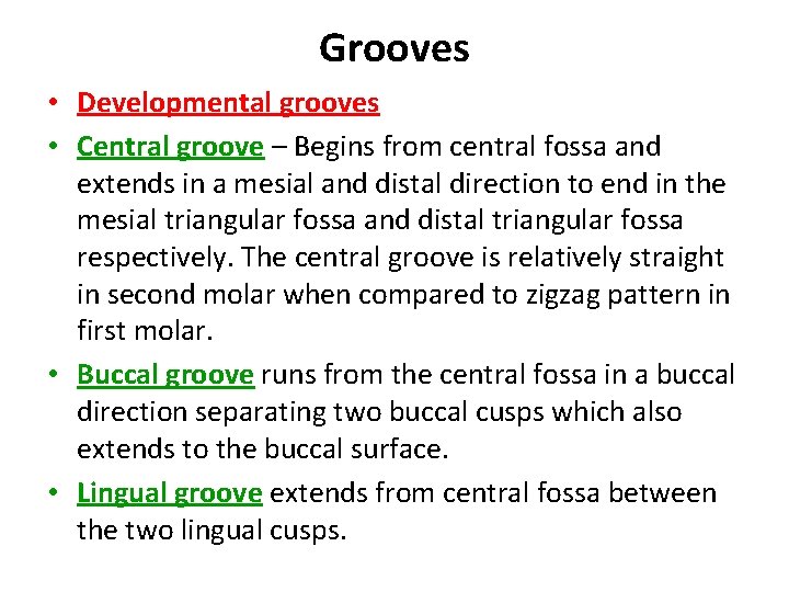 Grooves • Developmental grooves • Central groove – Begins from central fossa and extends