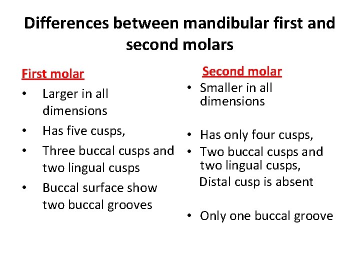 Differences between mandibular first and second molars Second molar First molar • Smaller in