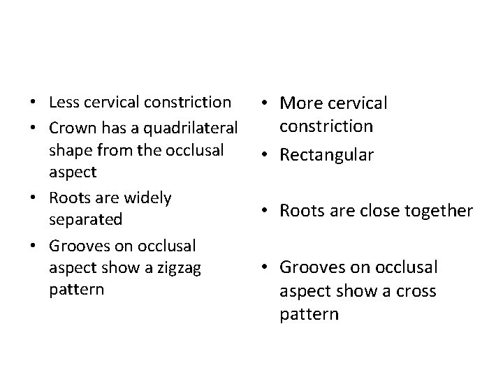  • Less cervical constriction • Crown has a quadrilateral shape from the occlusal