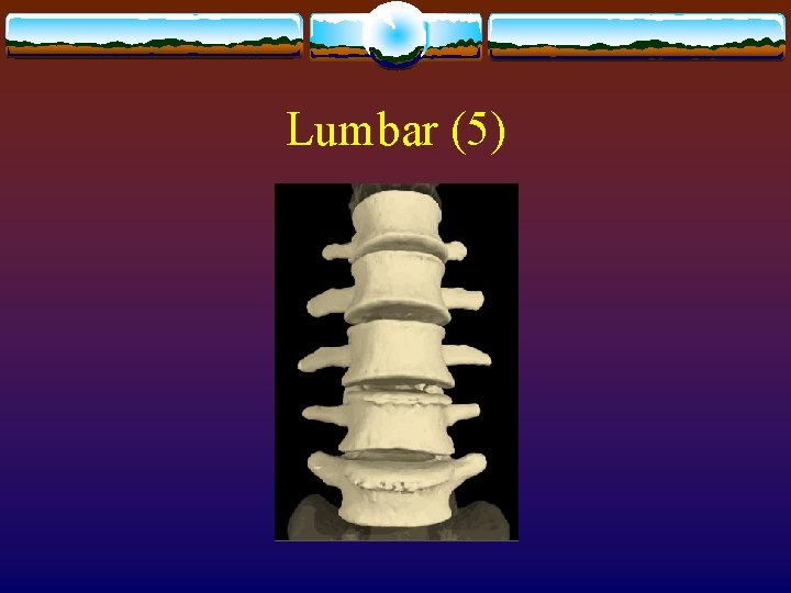 Lumbar (5) Lumbar (5)