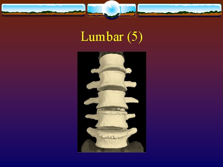 Lumbar (5) 