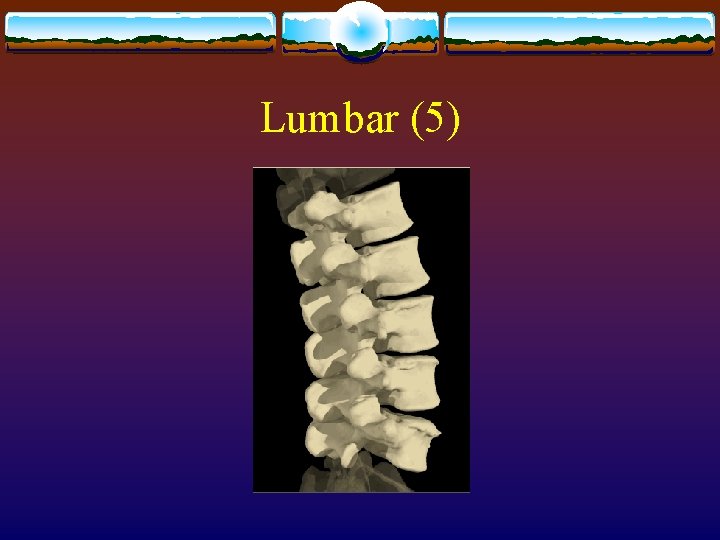 Lumbar (5) Lumbar (5)