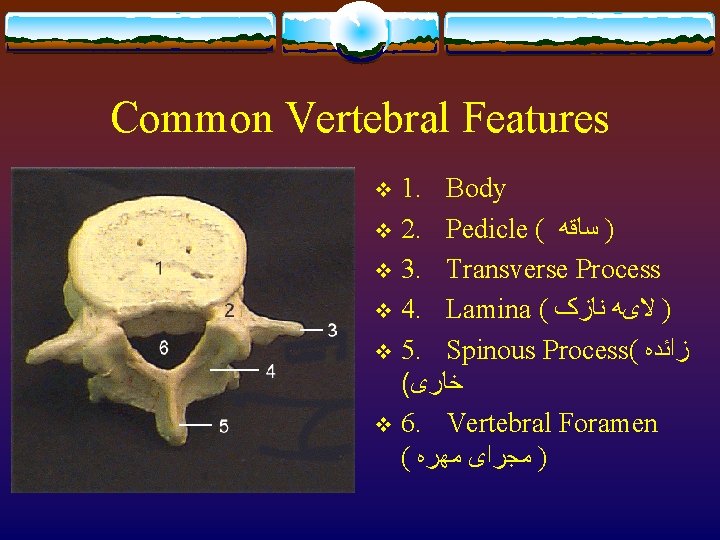 Common Vertebral Features 1. Body v 2. Pedicle ( ) ﺳﺎﻗﻪ v 3. Transverse Common Vertebral Features 1. Body v 2. Pedicle ( ) ﺳﺎﻗﻪ v 3. Transverse