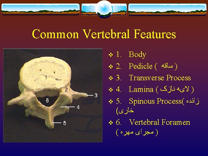 Common Vertebral Features 1. Body v 2. Pedicle ( ) ﺳﺎﻗﻪ v 3. Transverse