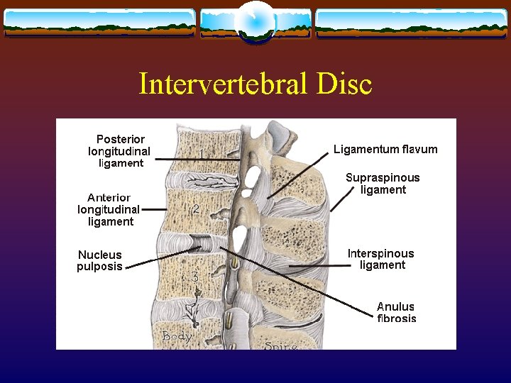 Intervertebral Disc 