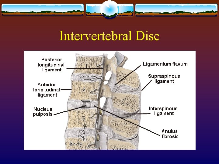 Intervertebral Disc Intervertebral Disc