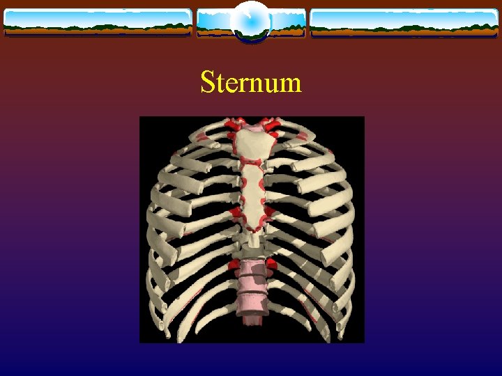Sternum 