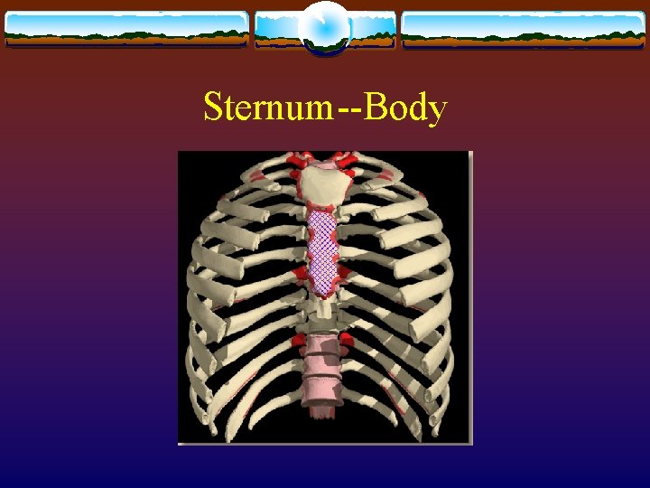 Sternum--Body 