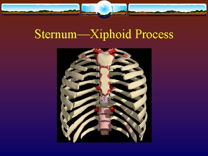 Sternum—Xiphoid Process 