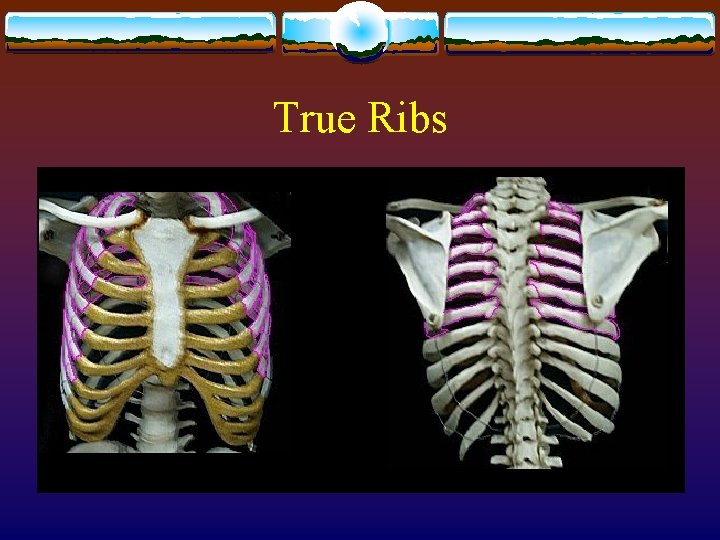 True Ribs 