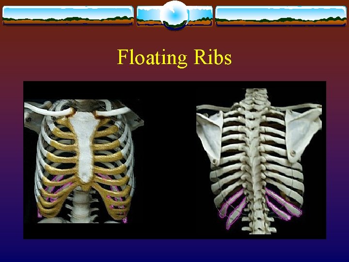 Floating Ribs Floating Ribs