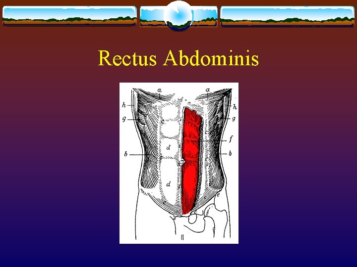 Rectus Abdominis Rectus Abdominis