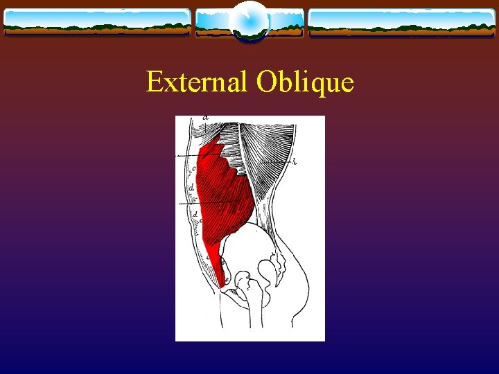 External Oblique External Oblique