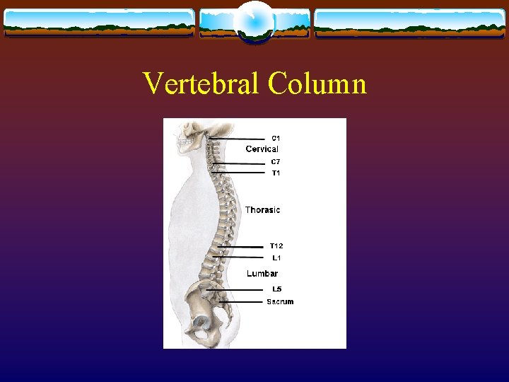 Vertebral Column Vertebral Column