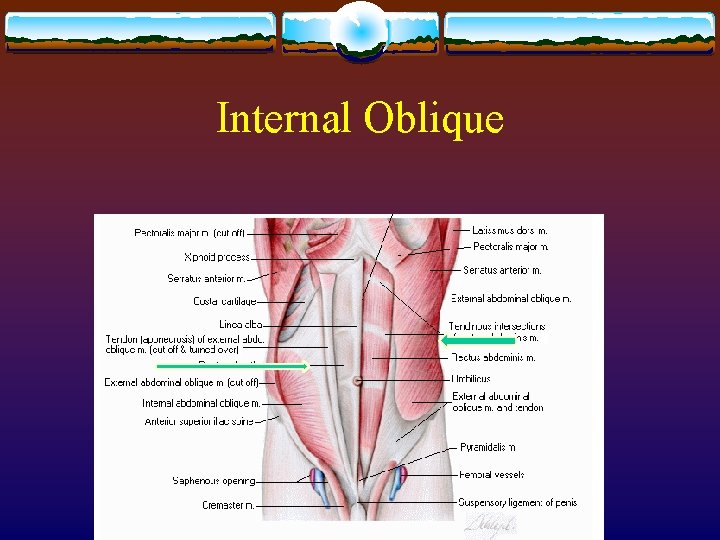 Internal Oblique Internal Oblique