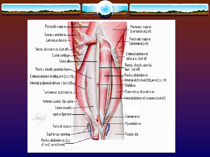 Transverse Abdominis 