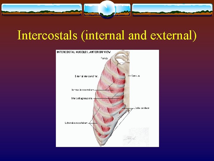 Intercostals (internal and external) Intercostals (internal and external)