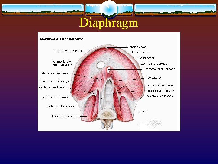 Diaphragm 