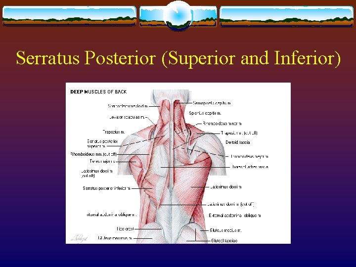 Serratus Posterior (Superior and Inferior) 