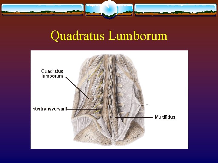 Quadratus Lumborum 