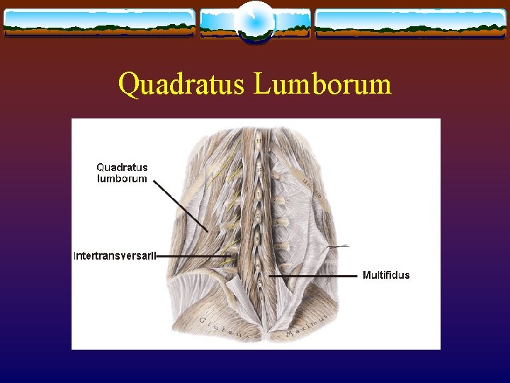 Quadratus Lumborum Quadratus Lumborum