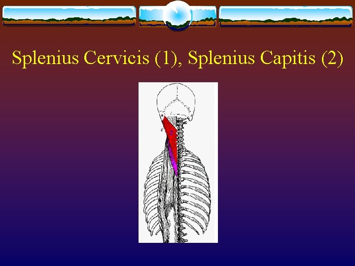 Splenius Cervicis (1), Splenius Capitis (2) 