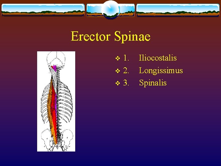 Erector Spinae 1. v 2. v 3. v Iliocostalis Longissimus Spinalis Erector Spinae 1. v 2. v 3. v Iliocostalis Longissimus Spinalis